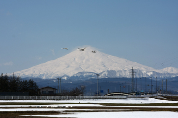 鳥海山　白鳥　１.jpg